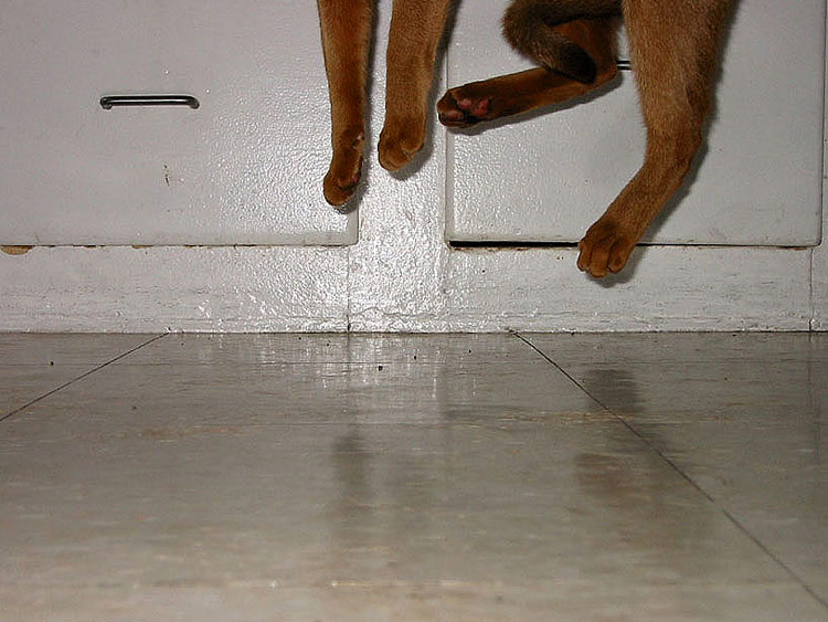 Untitled (Domestic Predator Series), 2002