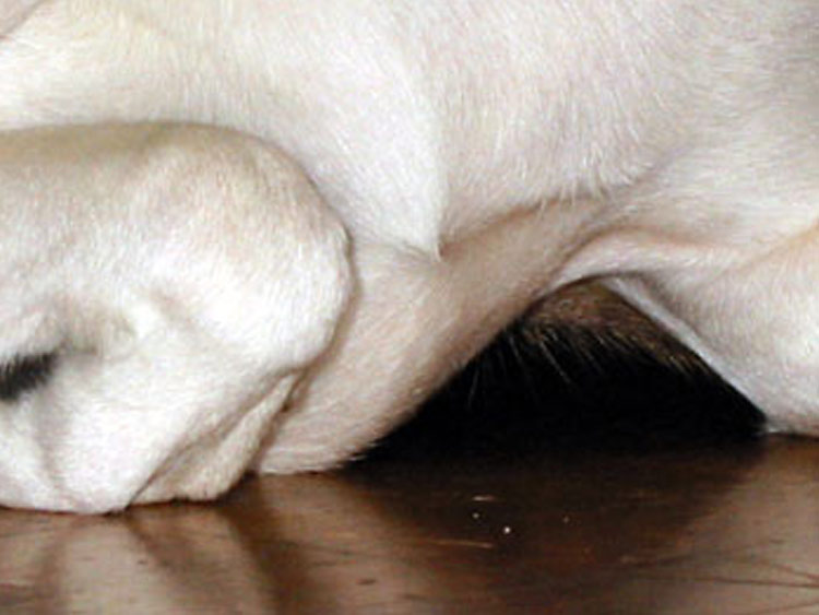 Untitled (Domestic Predator Series), 2002