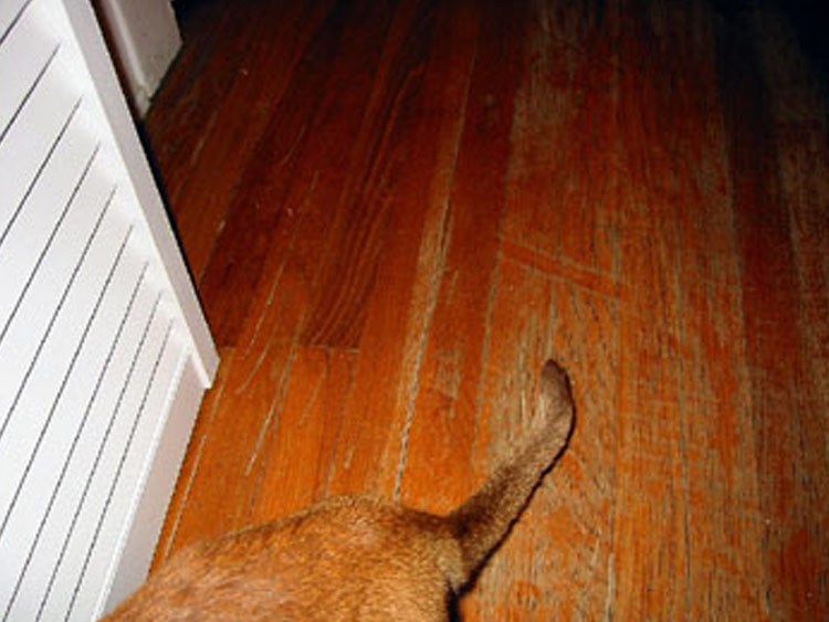 Untitled (Domestic Predator Series), 2002