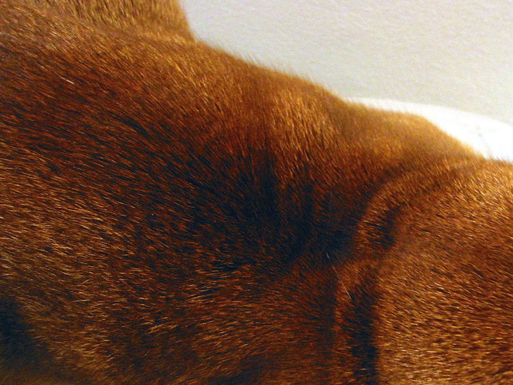 Untitled (Domestic Predator Series), 2002