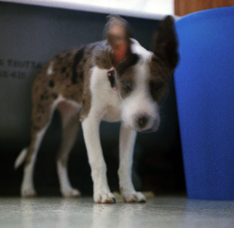 Untitled (Domestic Predator Series), 2002