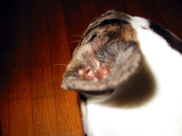Untitled (Domestic Predator Series), 2002