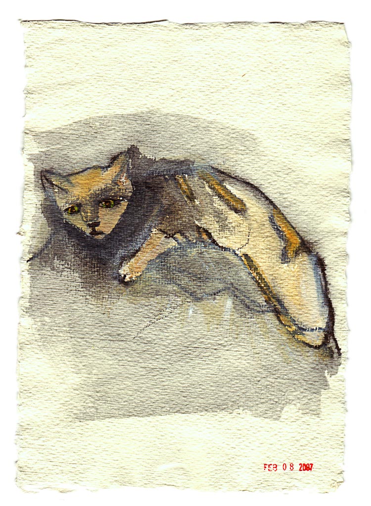 Andean Cat