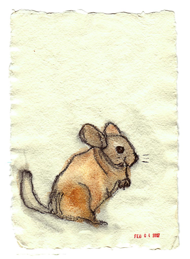 Chinchilla