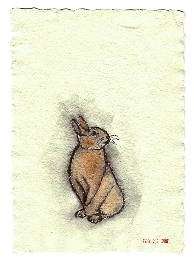 Hispid Hare