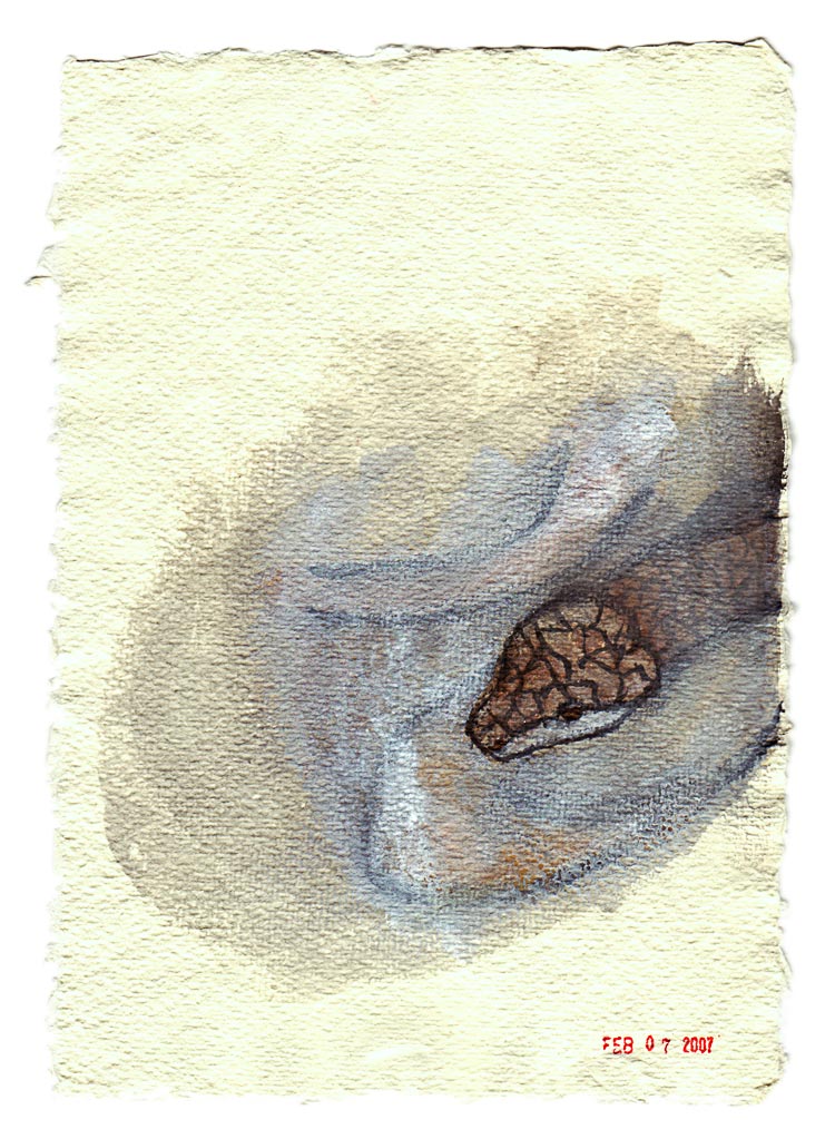 Jamaican Boa