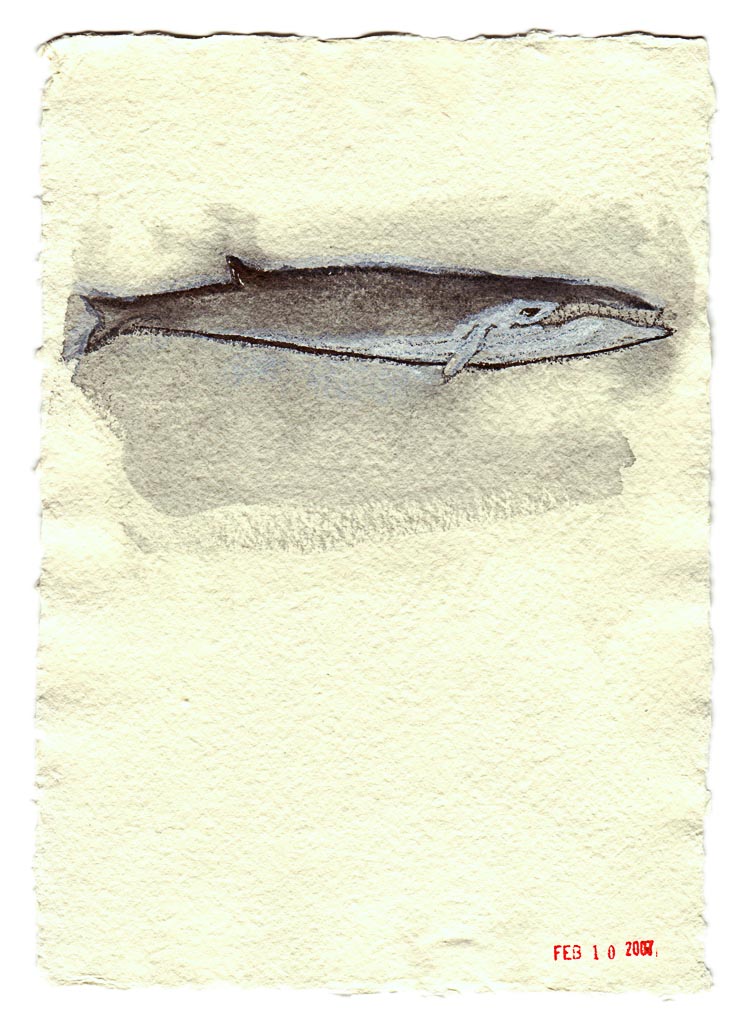 Sei Whale