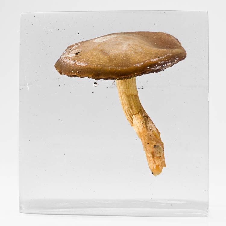 The Flowery Dream: Specimen 1, 2010