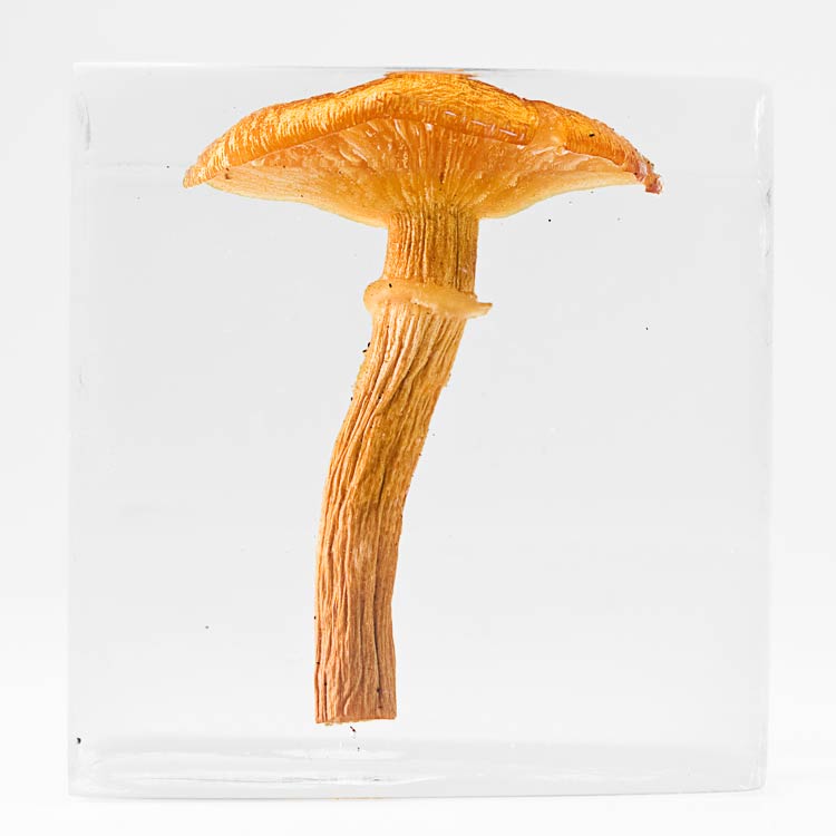 The Flowery Dream: Specimen 2, 2010