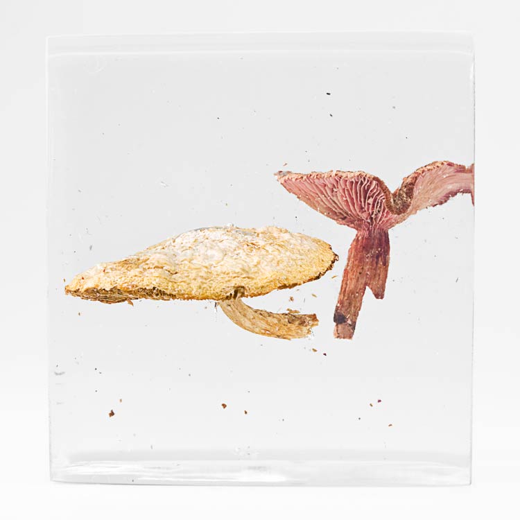 The Flowery Dream: Specimen 3, 2010