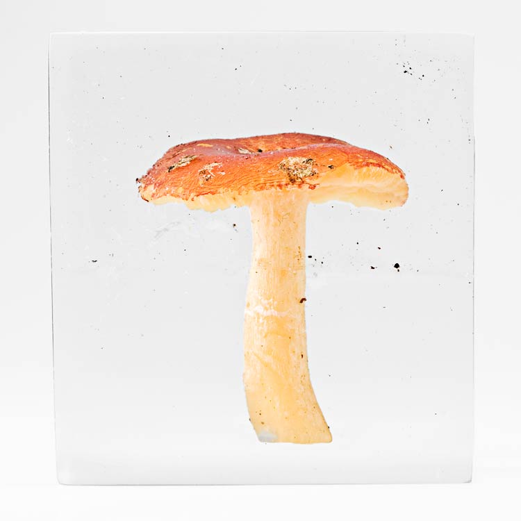 The Flowery Dream: Specimen 4, 2010