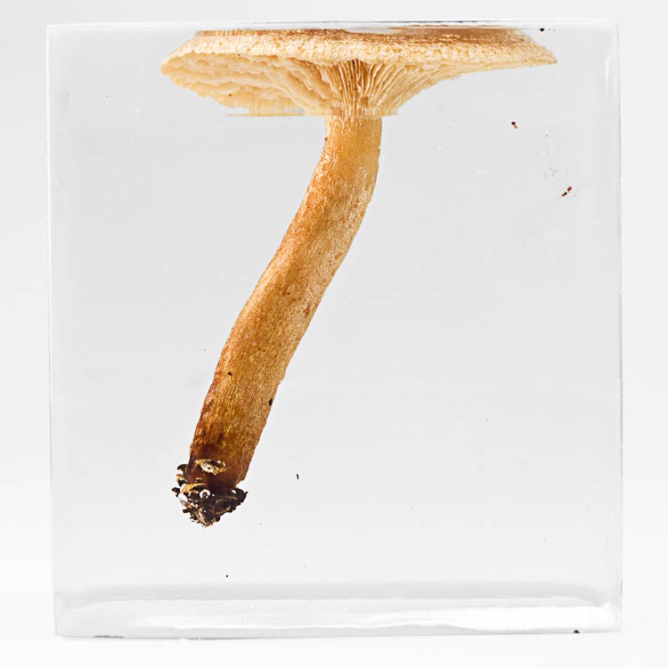 The Flowery Dream: Specimen 5, 2010