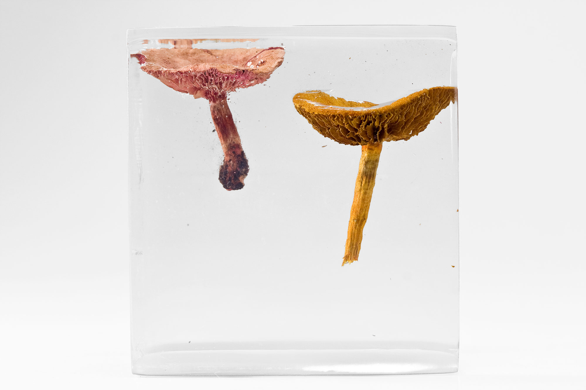 Art, The Flowery Dream: Specimen 6, 2010