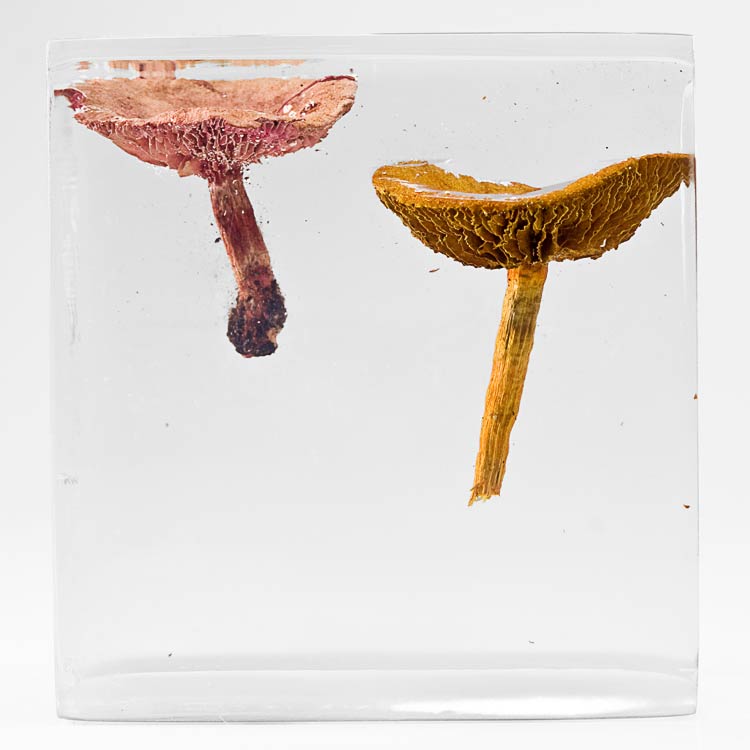 The Flowery Dream: Specimen 6, 2010