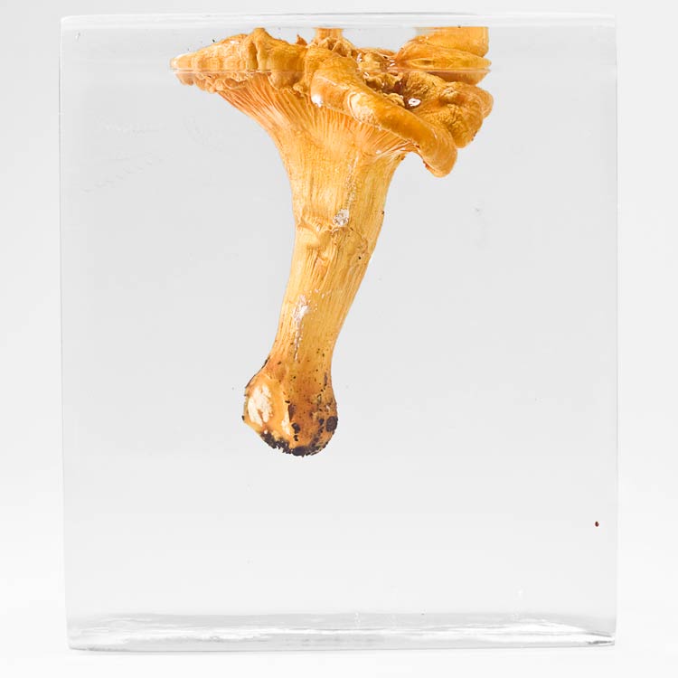 The Flowery Dream: Specimen 7, 2010