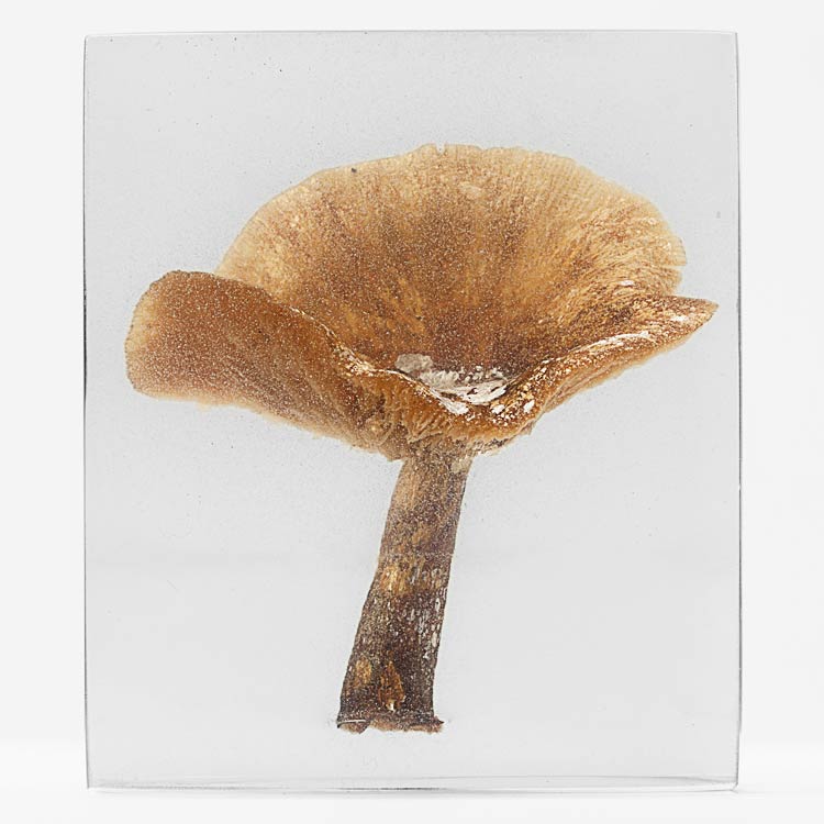 The Flowery Dream: Specimen 8, 2010