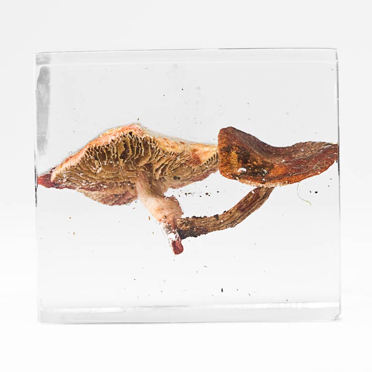 The Flowery Dream: Specimen 9, 2010
