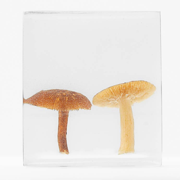 The Flowery Dream: Specimen 10, 2010