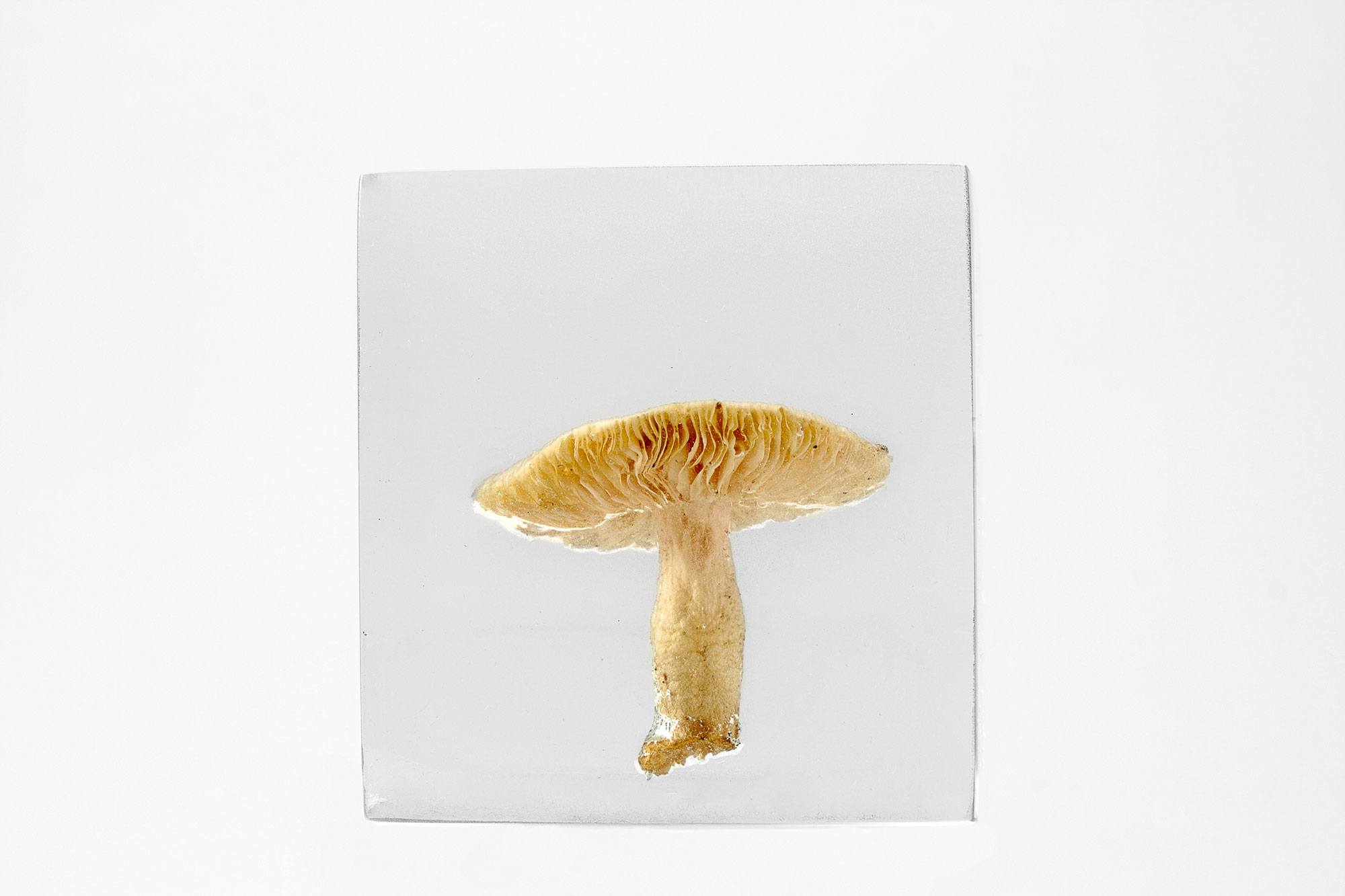 Art, The Flowery Dream: Specimen 11, 2010