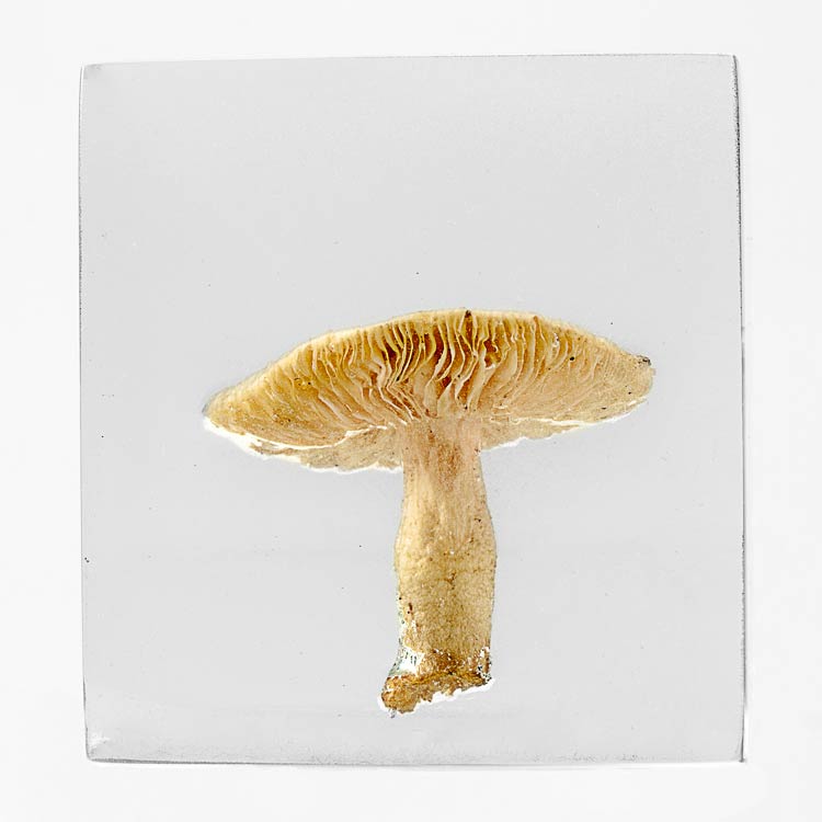 The Flowery Dream: Specimen 11, 2010