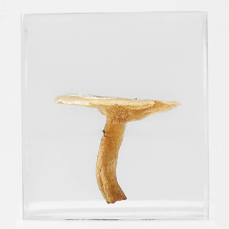 The Flowery Dream: Specimen 12, 2010