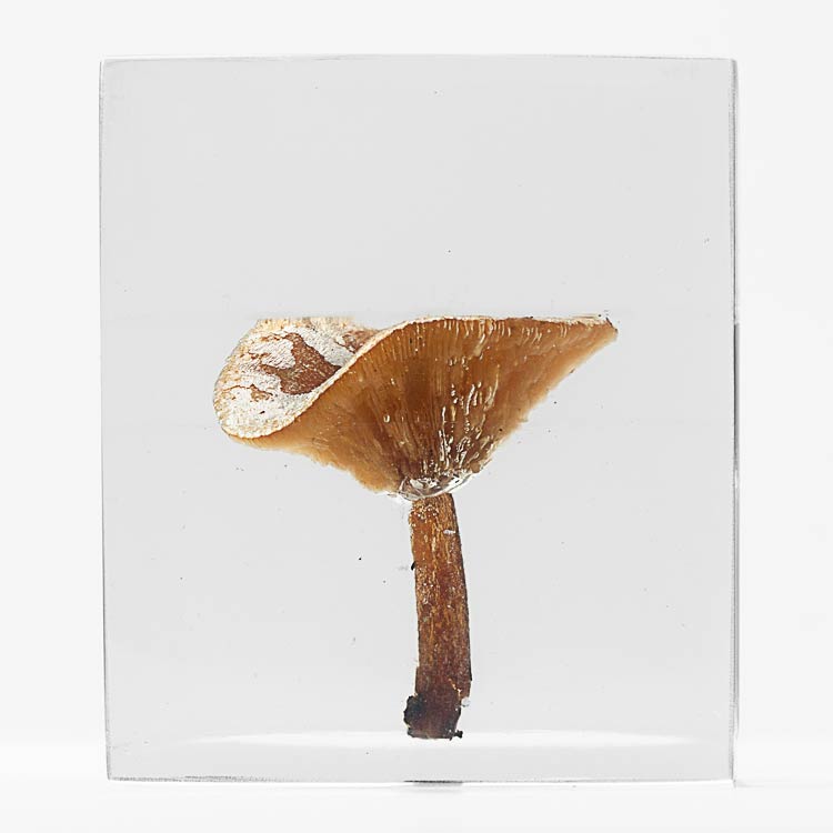 The Flowery Dream: Specimen 13, 2010