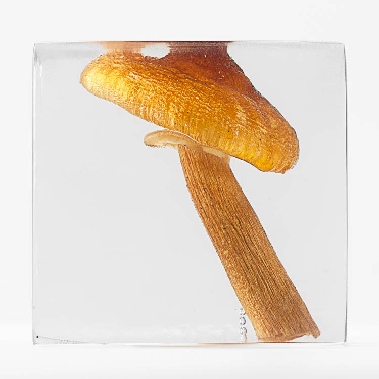 The Flowery Dream: Specimen 14, 2010
