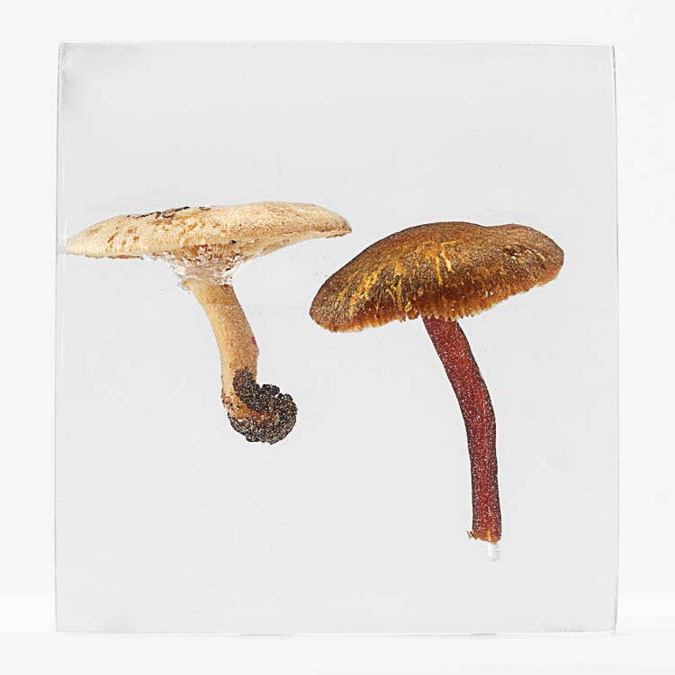 The Flowery Dream: Specimen 15, 2010