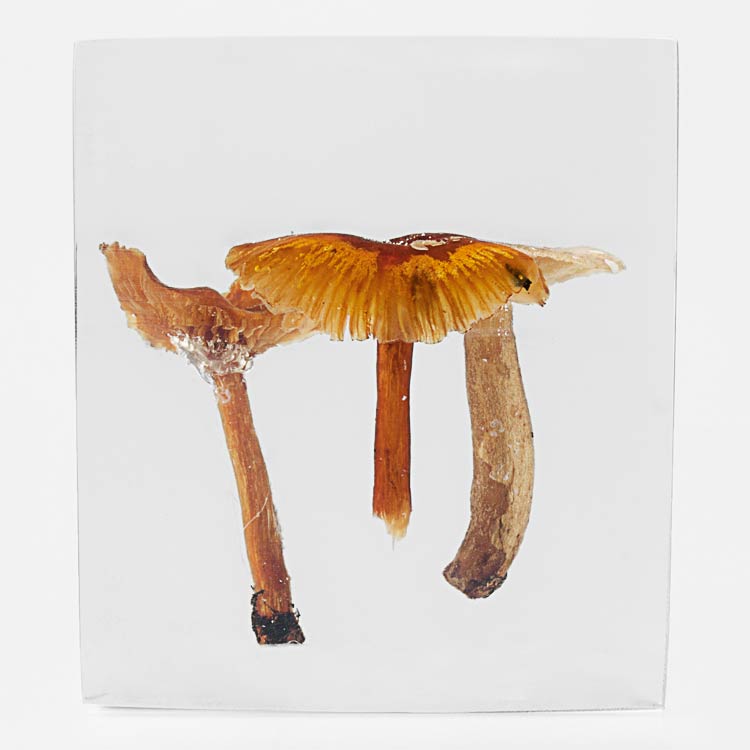 The Flowery Dream: Specimen 16, 2010