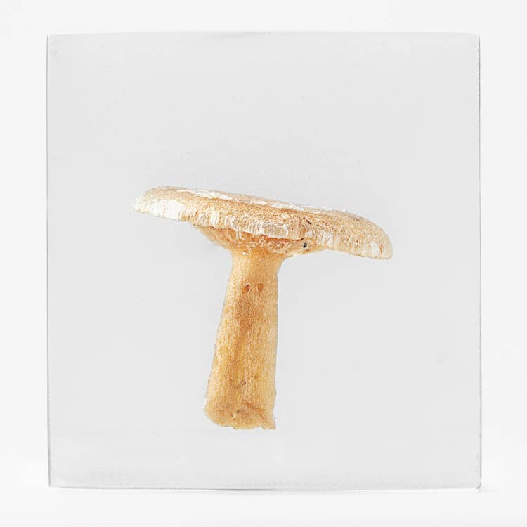 The Flowery Dream: Specimen 17, 2010