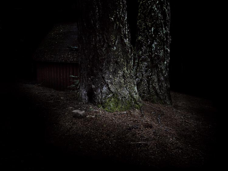 Turn Your Back to the Forest, Your Front to Me, 2010