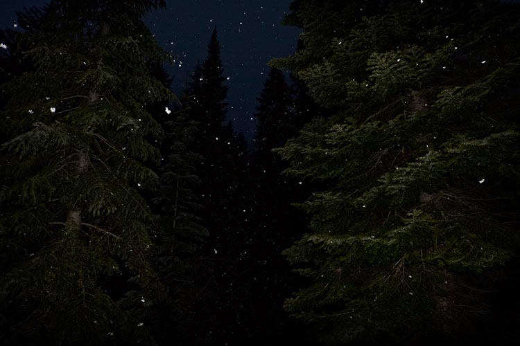 i am that merry wanderer of the night, 2010