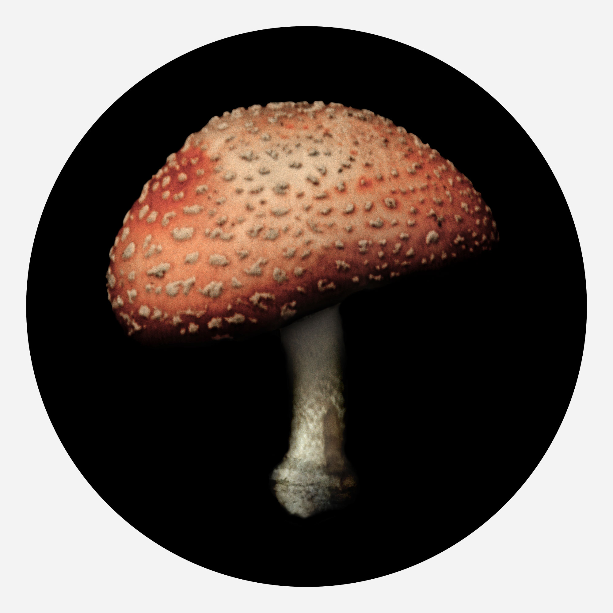 Art, A. muscaria, 2012