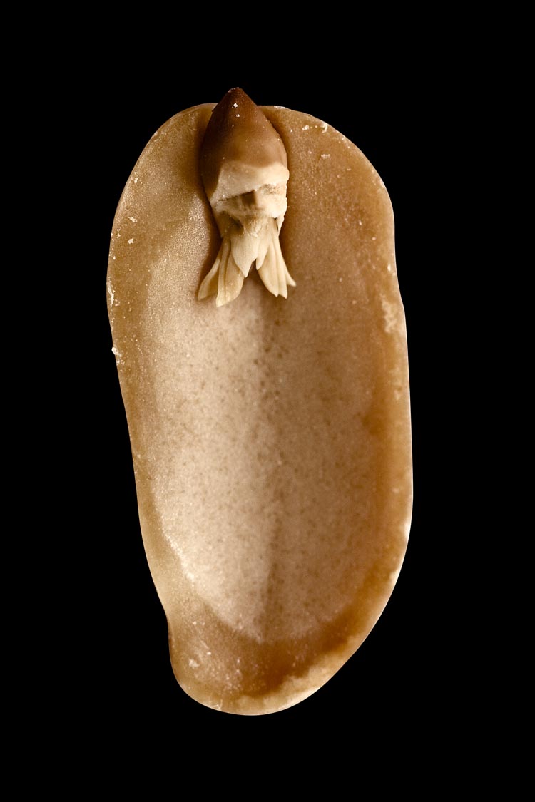 A. hypogaea albus, fig. 2