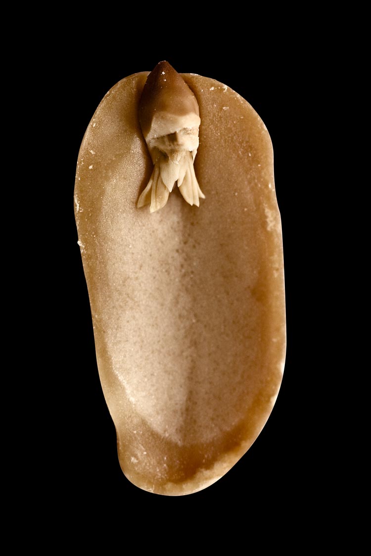 A. hypogaea albus, fig. 2