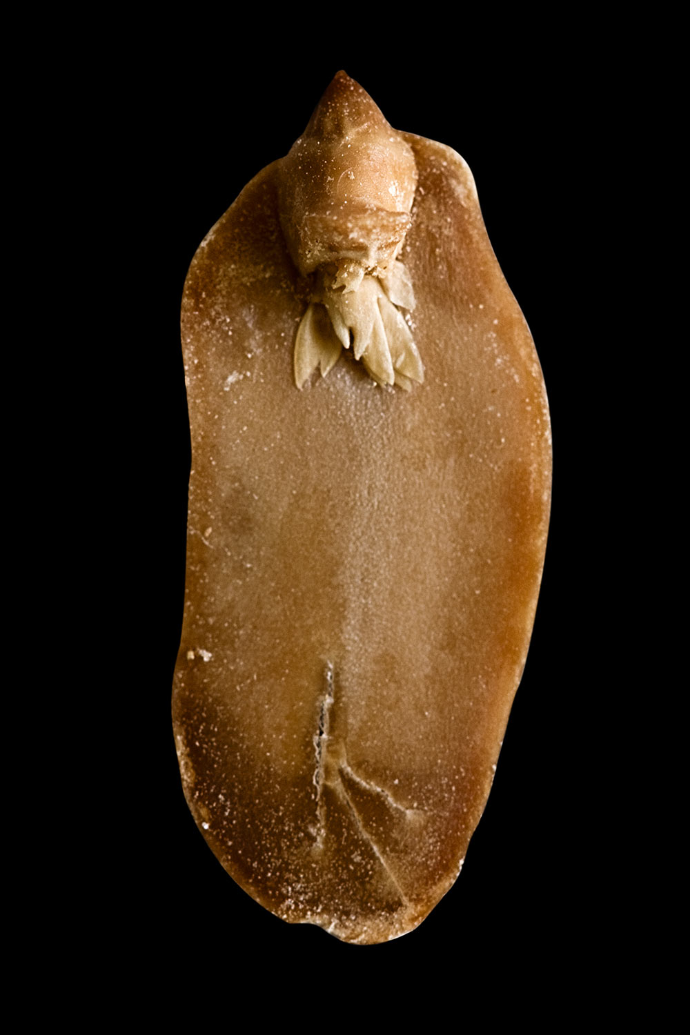 A. hypogaea albus, fig. 4