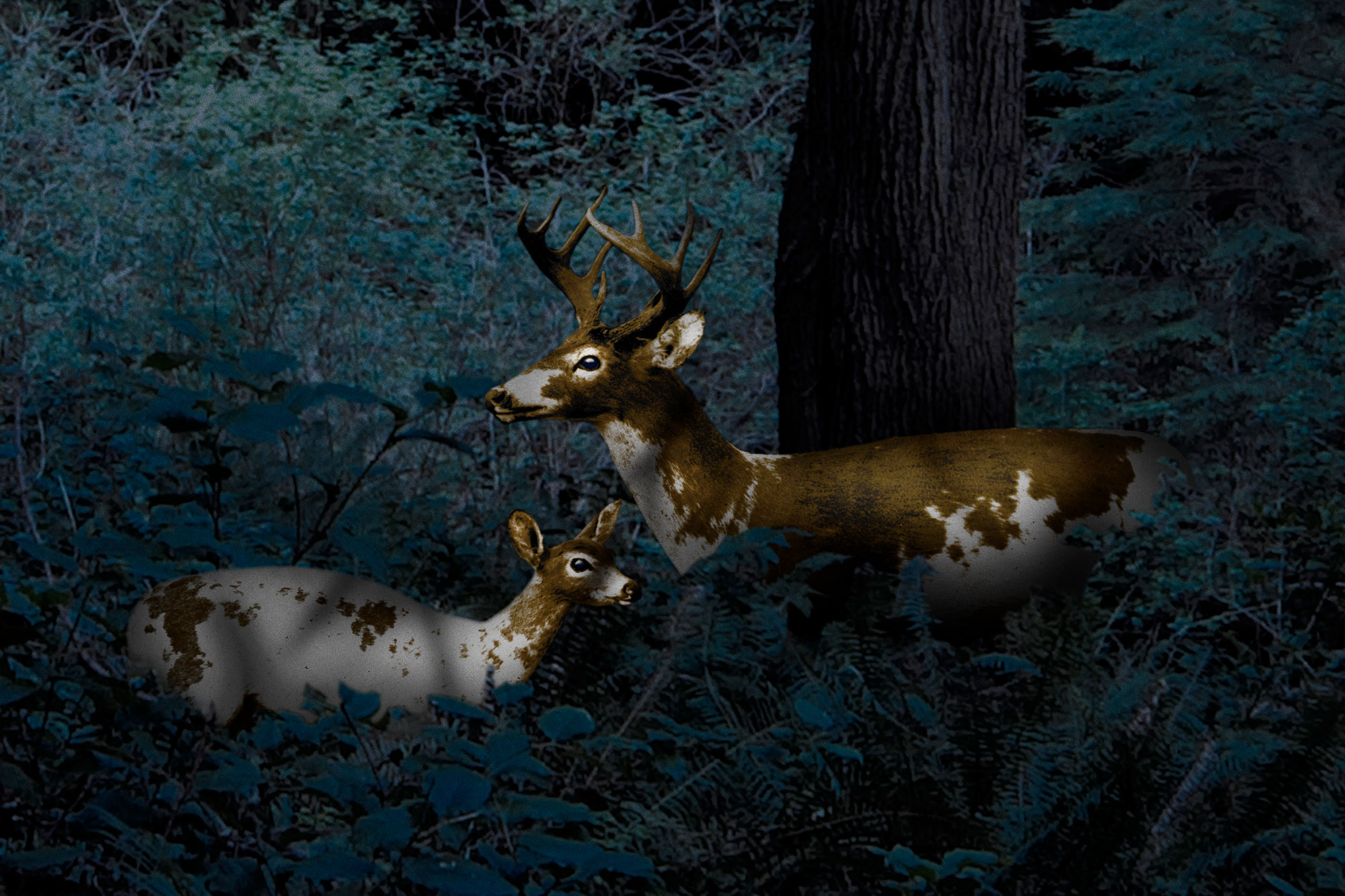 Lore of the Piebald Deer, 2018